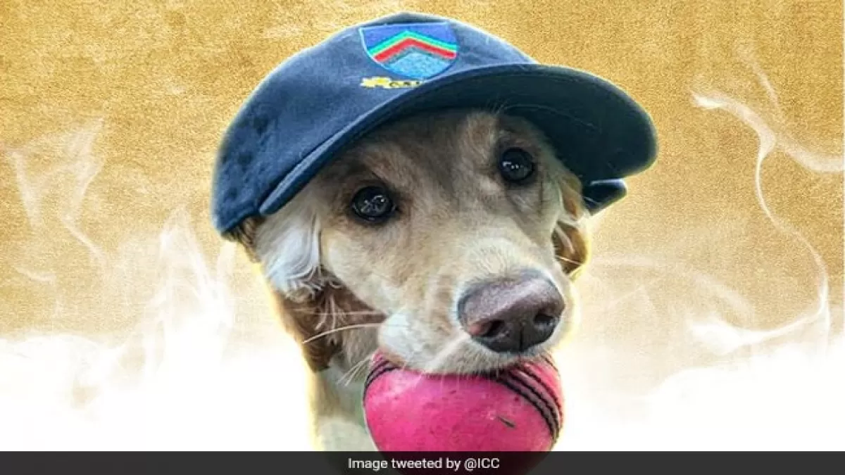 Year Ender 2021: ऐसे 5 सबसे दिलचस्प लम्हें, - Video