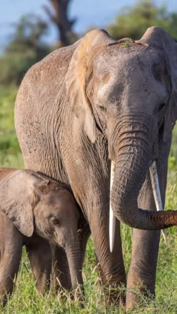 8 Animals Known for Abandoning Picture
