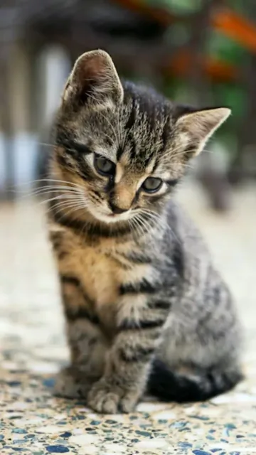 Animals Frequently Found in Summer Picture
