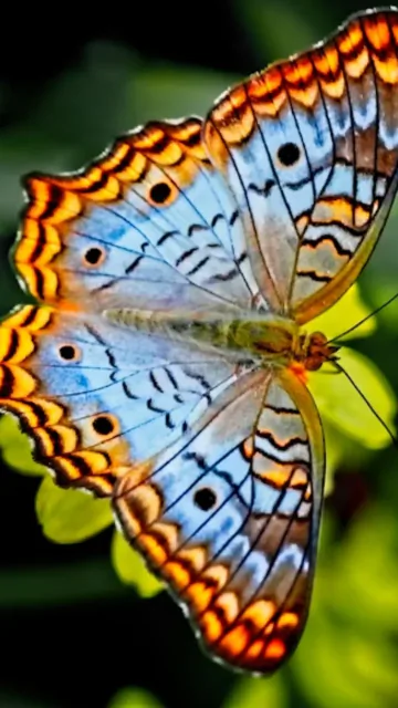 Animals That Use Fake Eyes Picture