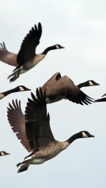 Bird Species That Don't Sleep Picture