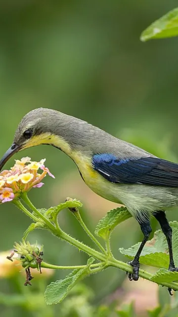 Fascinating sunbird species to look Picture