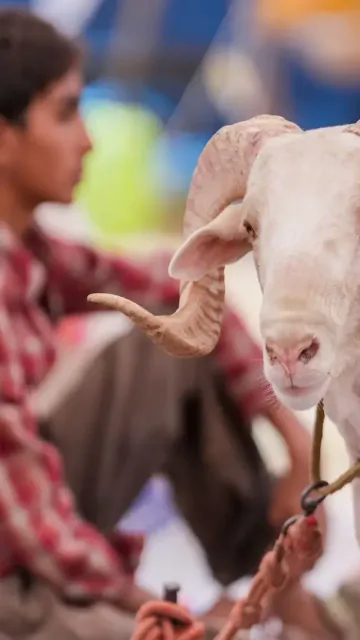 Goat, sheep markets gear up Picture