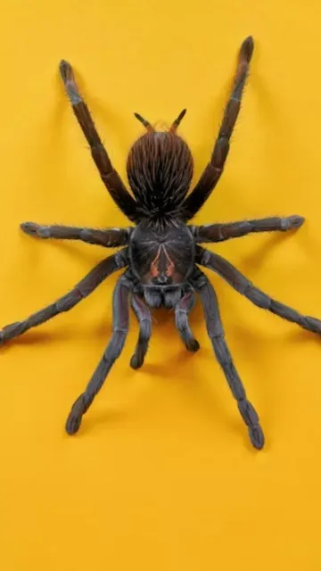 Spider species you didn't know Picture