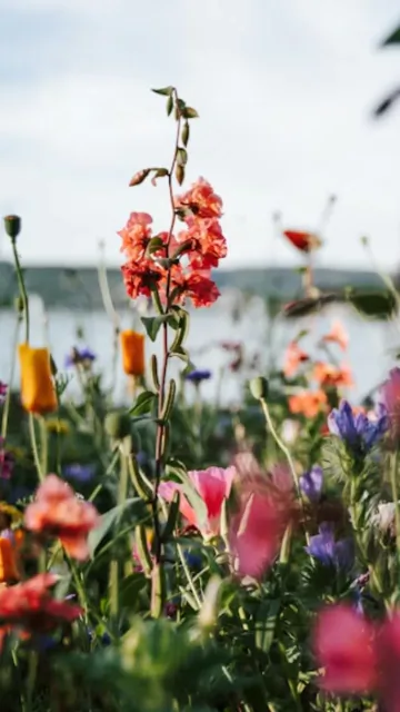 Top flower destinations for a Picture