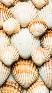 Underrated seashells found along the beach 