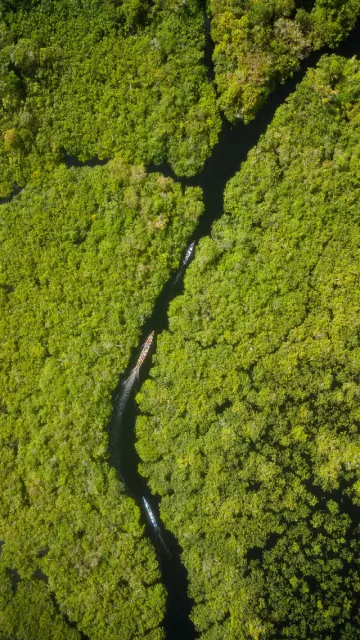 World Rainforest Day 2026: Check Picture